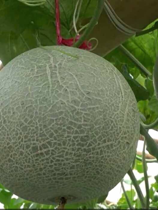 Destinasi Kulon Progo Tawarkan Sensasi Petik Buah Melon