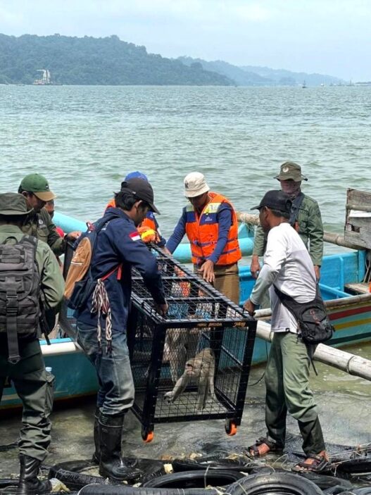 Empat Ekor Monyet Ekor Panjang Dilepasliarkan