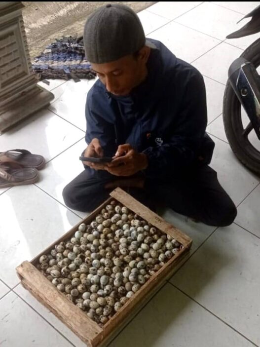 Jelang Puasa Harga Telur Puyuh Justru Turun
