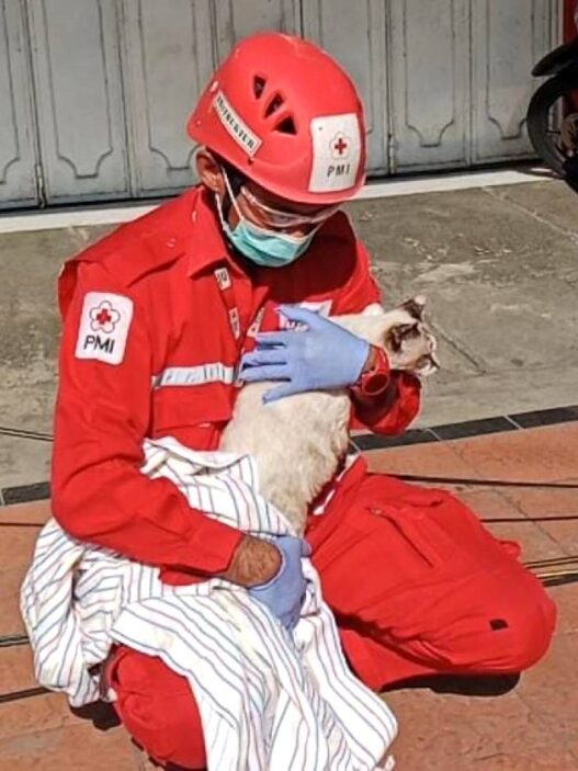 Kucing Ras Terjebak Api