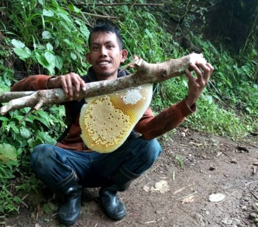 Peternak Lebah Manfaatkan Hujan untuk Berburu Koloni