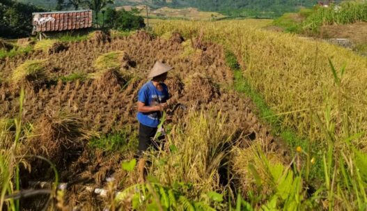 Produksi Beras 2025 Naik 13,29 Persen