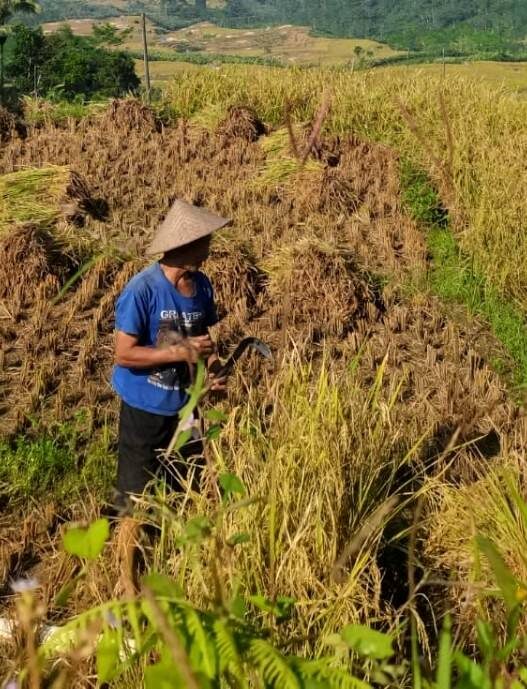 Produksi Beras 2025 Naik 13,29 Persen