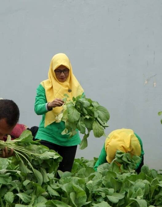 Ramadan Produktif WB Panen Sawi Hijau