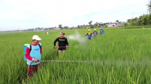 Serangan Kresek Ancam Sawah Kemranjen