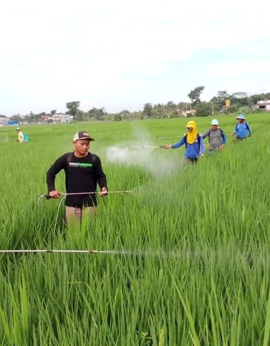 Serangan Kresek Ancam Sawah Kemranjen