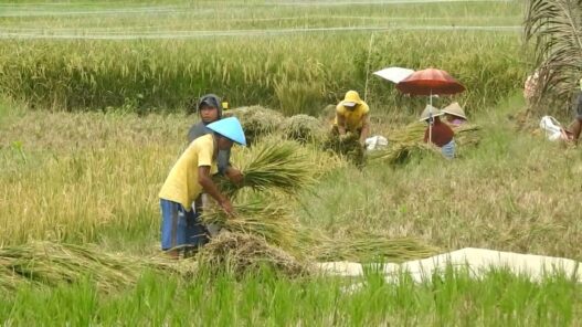 Surplus Beras Capai 40 Ribu Ton