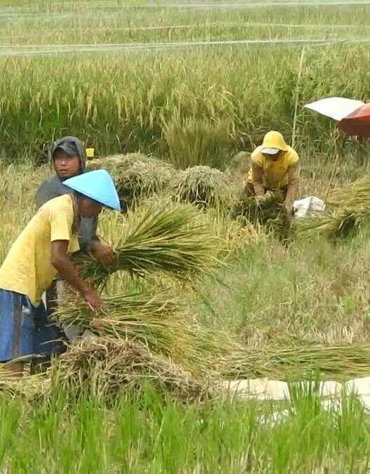 Surplus Beras Capai 40 Ribu Ton