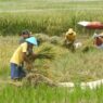 Surplus Beras Capai 40 Ribu Ton
