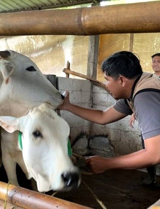 Target Vaksinasi PMK Turun Separuh
