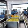 1.512 Dapur MBG Dihentikan