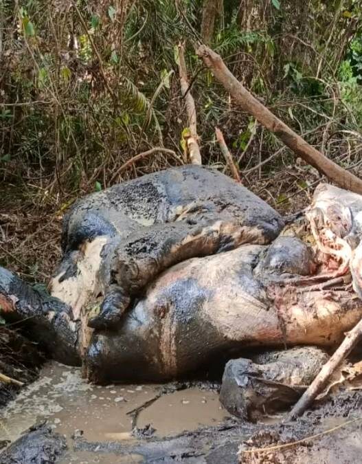 15 Pemburu Gajah Pelalawan Ditangkap