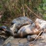 15 Pemburu Gajah Pelalawan Ditangkap
