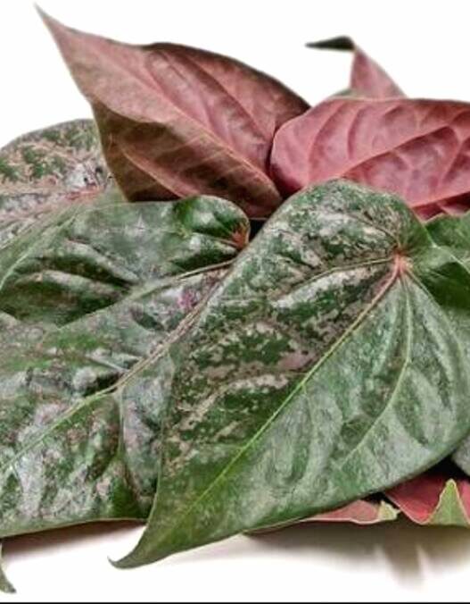 Daun sirih