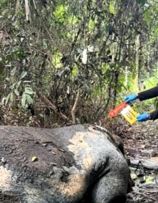 Gajah Sumatra Terancam Punah