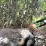Gajah Sumatra Terancam Punah