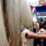 Mepe Jaran Kepang Ritual Sakral Jelang Pementasan