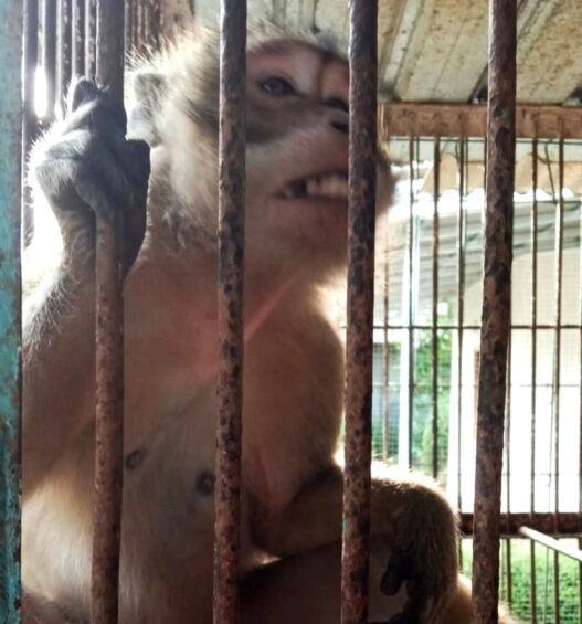 Monyet Jantan 'Nakal' Dijebak Betina