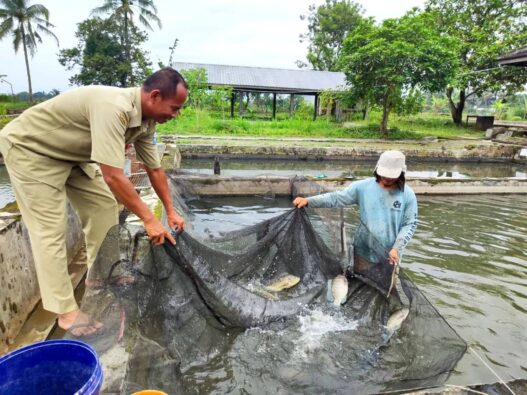 Pendapatan Benih Ikan Dongkrak PAD