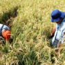 Struktur Tanah Sawah Bantat