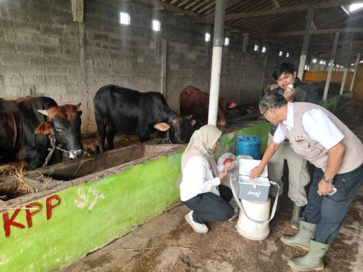 22 Sapi Divaksin Jelang Kurban