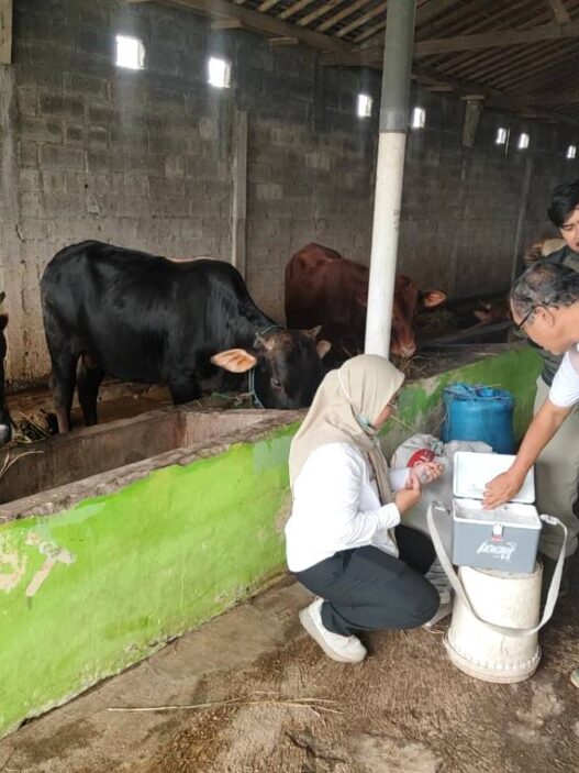 22 Sapi Divaksin Jelang Kurban