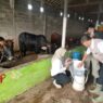 22 Sapi Divaksin Jelang Kurban