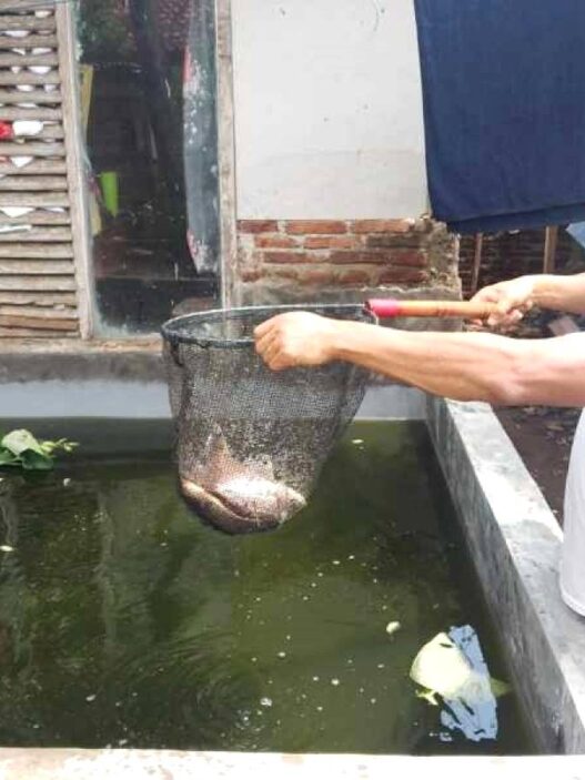 Dari Debt Collector ke Pembudidaya Gurame