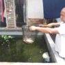 Dari Debt Collector ke Pembudidaya Gurame