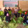 Daun Talas Beneng Dilirik Jadi Pengganti Tembakau