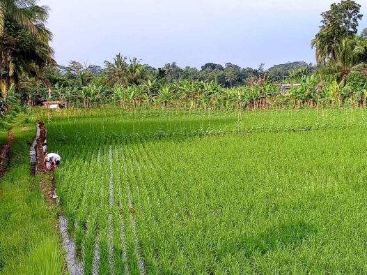 El Nino Ancam 1.600 Hektare Sawah
