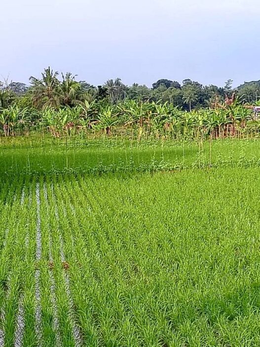 El Nino Ancam 1.600 Hektare Sawah