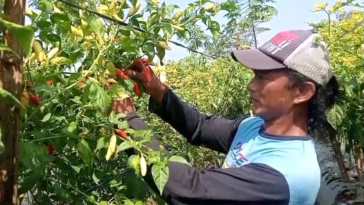Harga Cabai Tembus Rp100 Ribu