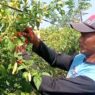 Harga Cabai Tembus Rp100 Ribu