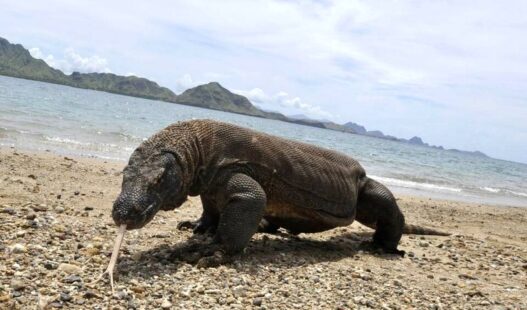 Indonesia Pinjamkan Komodo ke Jepang