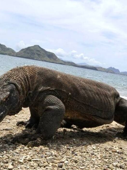 Indonesia Pinjamkan Komodo ke Jepang