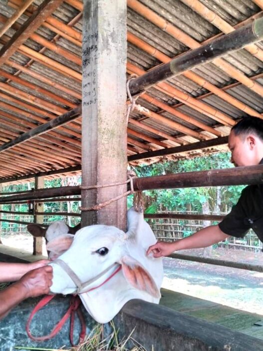 Jelang Idul Adha, Stok Sapi Aman