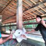 Jelang Idul Adha, Stok Sapi Aman