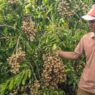 Kebun Kelengkeng Yulianto