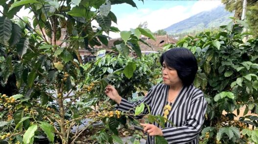 Kemarau Basah Ganggu Produksi Kopi