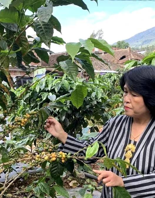 Kemarau Basah Ganggu Produksi Kopi