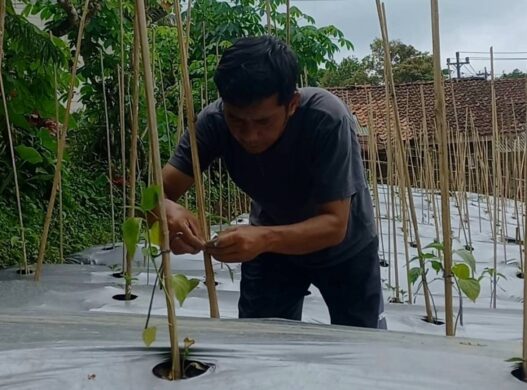 Kenaikan Harga Plastik Berimbas pada Pertanian