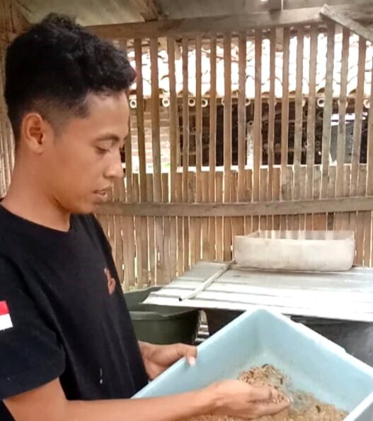 Maggot Tekan Biaya Pakan, Peternak Lebih Untung