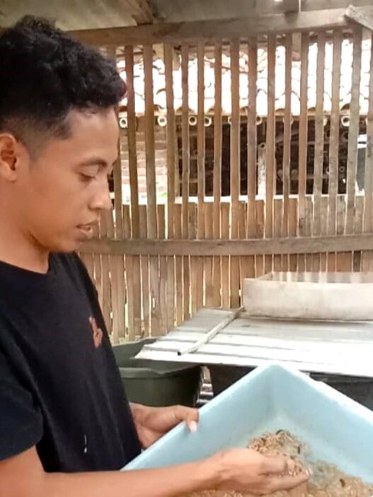 Maggot Tekan Biaya Pakan, Peternak Lebih Untung