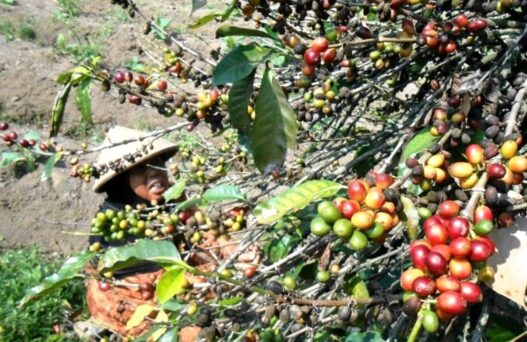 Panen Kopi Terancam Turun hingga 30 Persen