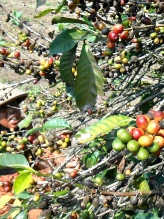 Panen Kopi Terancam Turun hingga 30 Persen