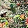 Panen Kopi Terancam Turun hingga 30 Persen