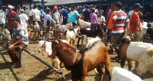 Pasar Kambing Karangpucung Berbenah