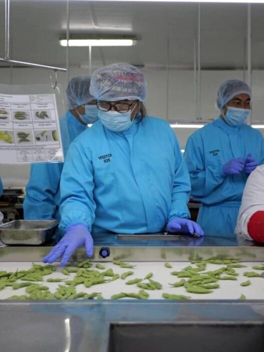 Peluang Ekspor Edamame dan Buncis Terbuka