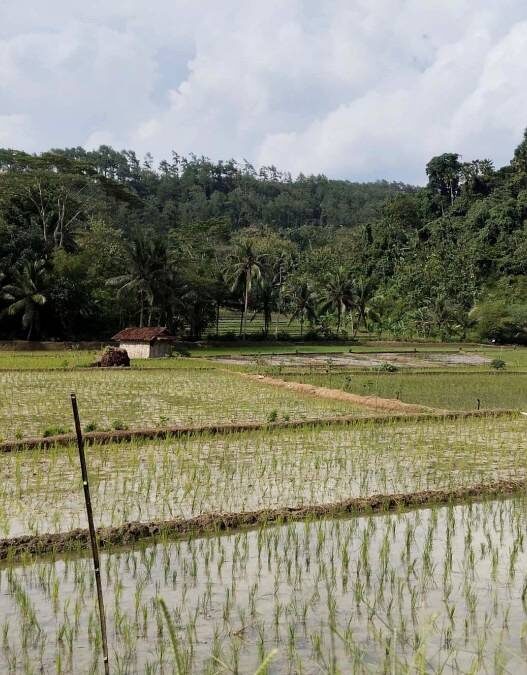 Petani Gunakan Benih Umur Pendek
